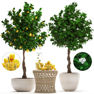 lemon tree fruit model