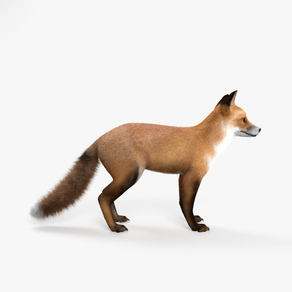 3D european red fox model - TurboSquid 1368426