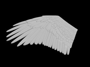 bird wing 3D