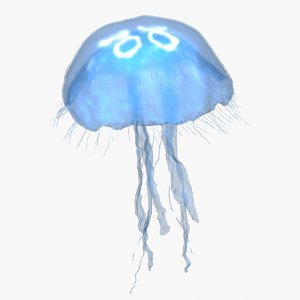 3D model moon jellyfish aurelia aurita