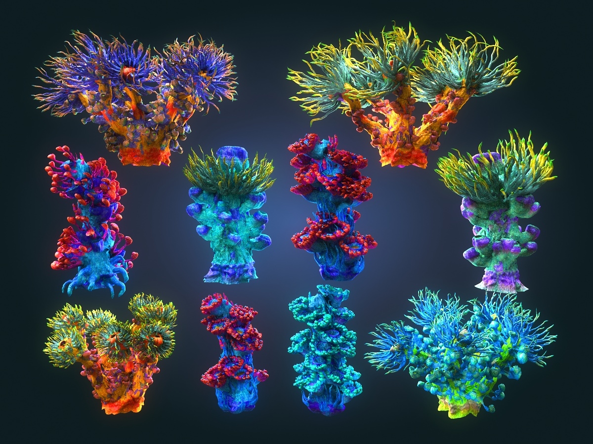 Coral reef ecosystem pack 3D model - TurboSquid 1368596