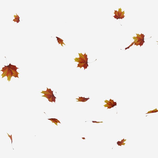 Фото Летящие Листья