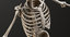 male skeleton 3D