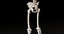 male skeleton 3D