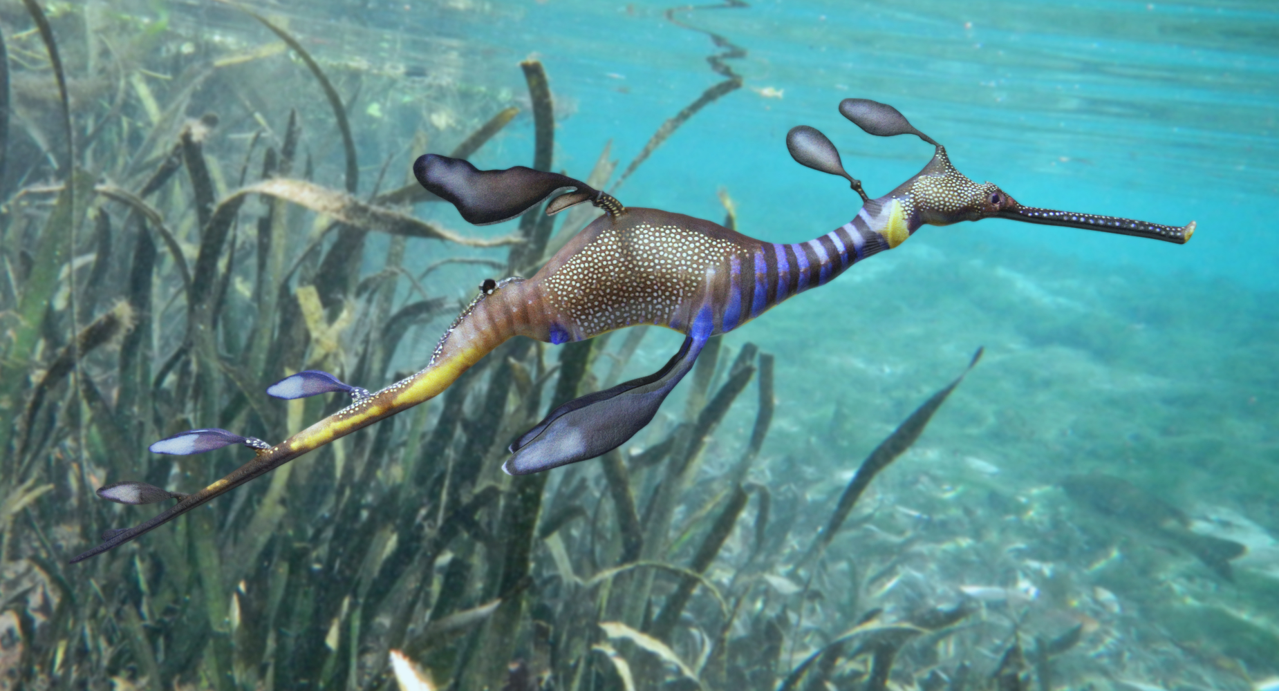 3d Weedy Sea Dragon Turbosquid 1369319