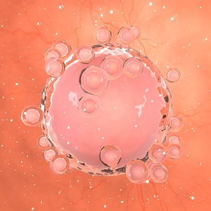 unfertilized egg cell 3D model