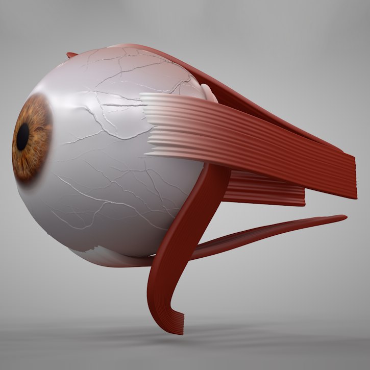 3D model eye eyeball - TurboSquid 1369722