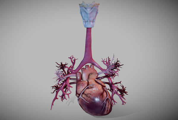肺の気道でアニメーション化された心臓3dモデル Turbosquid