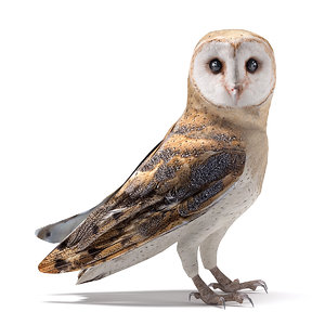 realistic owl barn 3D model