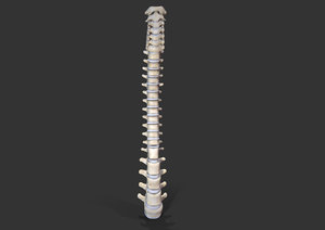 3D vertebral column vertebrae spinal model