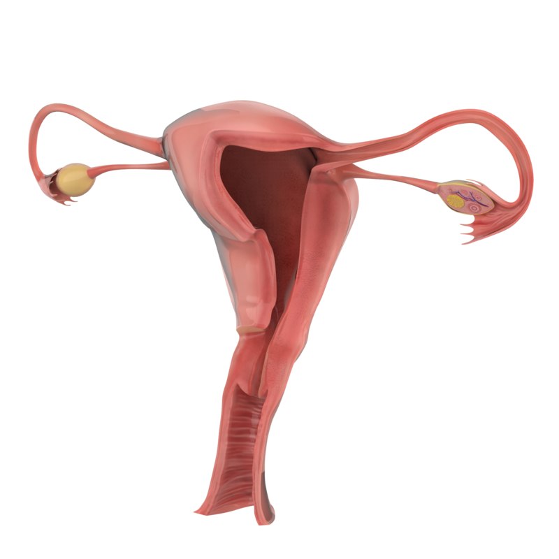 Female Reproductive Dissection 3d Model Turbosquid 1370195