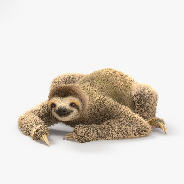 Sloth 3D Models for Download | TurboSquid