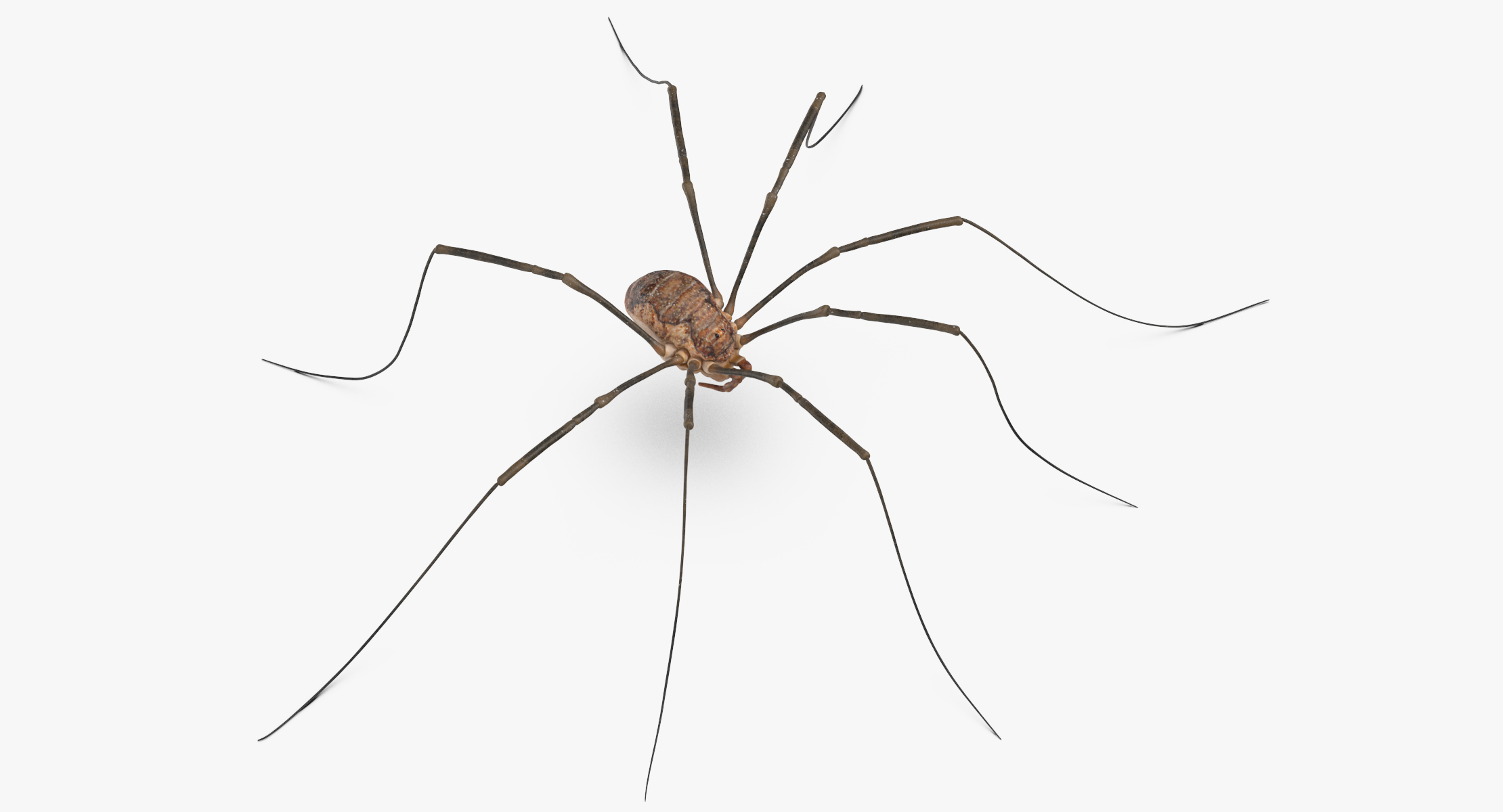 daddy-longlegs-got-their-long-legs-by-reusing-some-old-evolutionary-tools