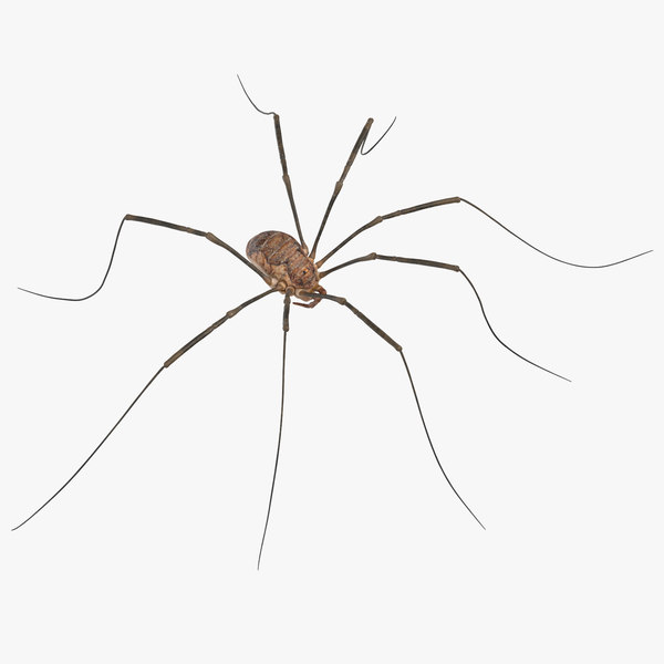 3d Model Daddy Long Legs Rigged Turbosquid 1370530