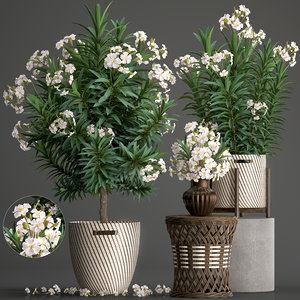 3D nerium oleander