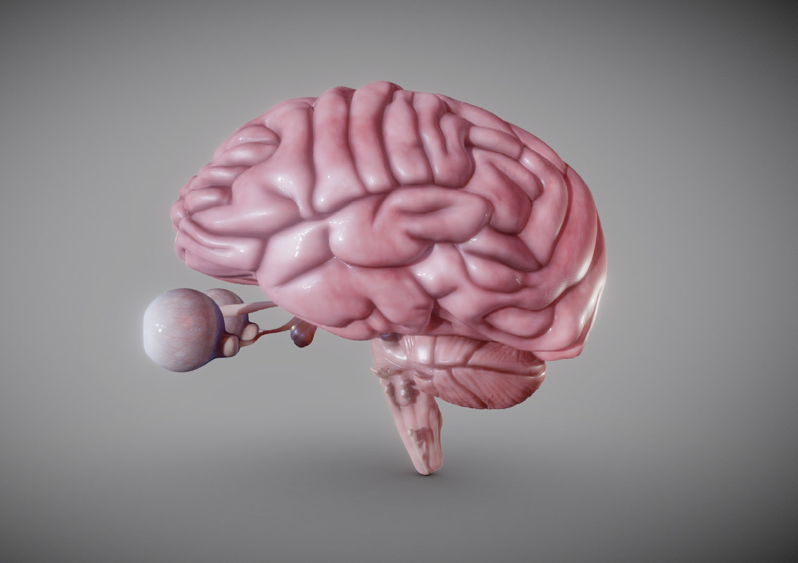 3D brain stem model TurboSquid 1370556