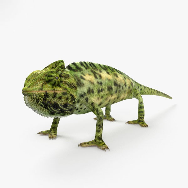 veiled chameleon 3d model