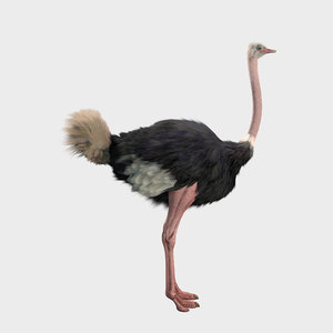 shave ostrich 3D model