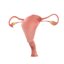 male female reproductive dissection 3D model