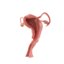 male female reproductive dissection 3D model
