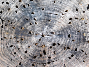 tree trunk texture