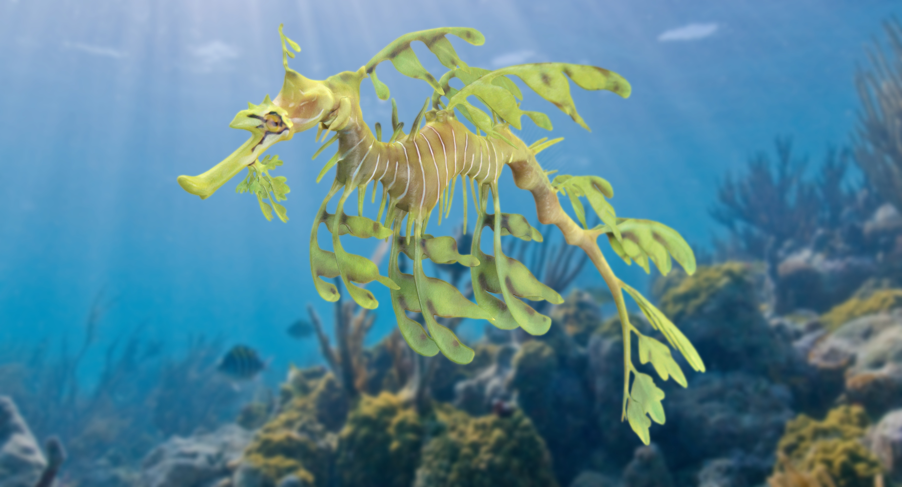 Leafy Sea Dragon 3d Model Turbosquid 1370943