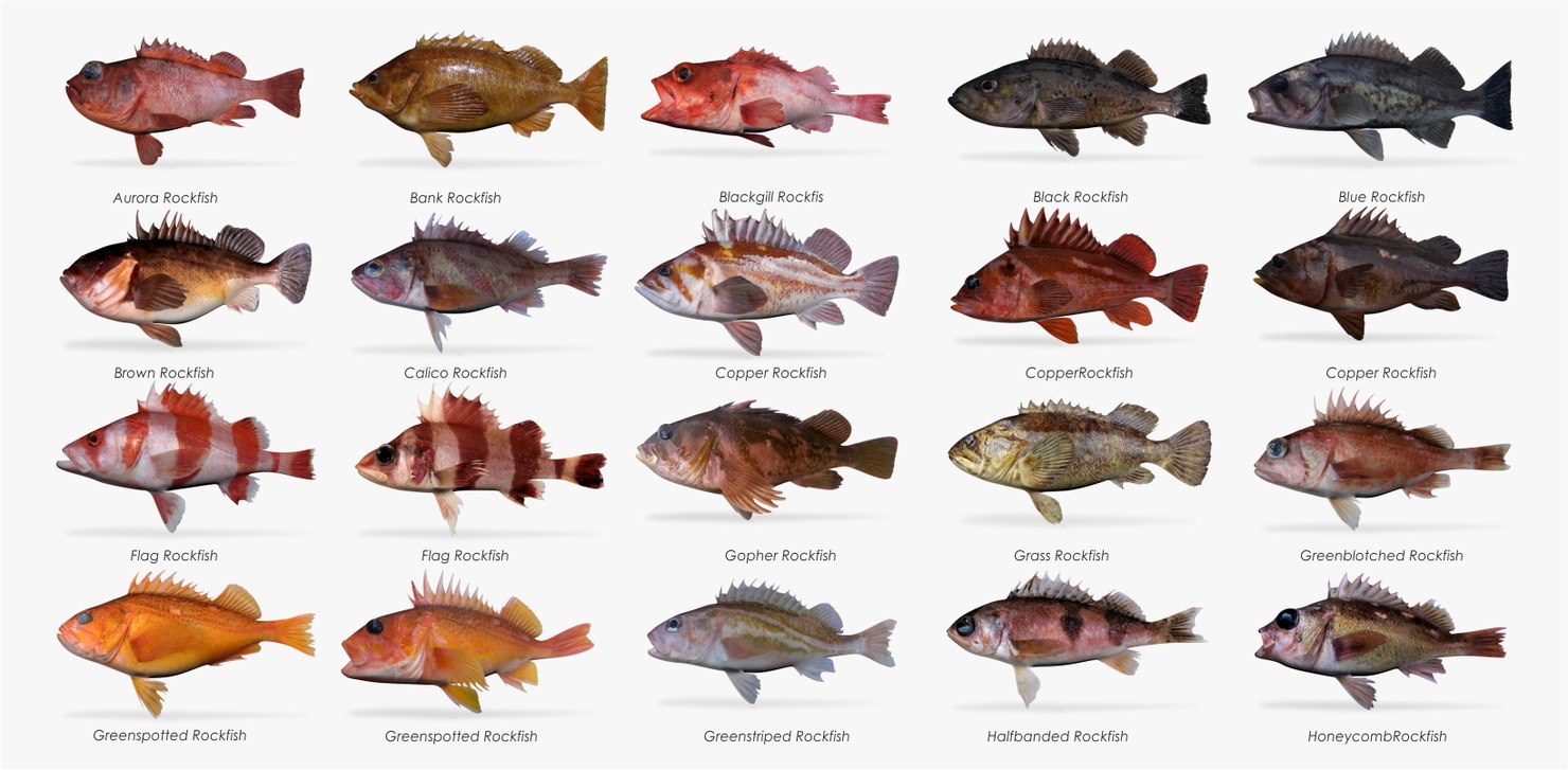 rockfish fish fbx