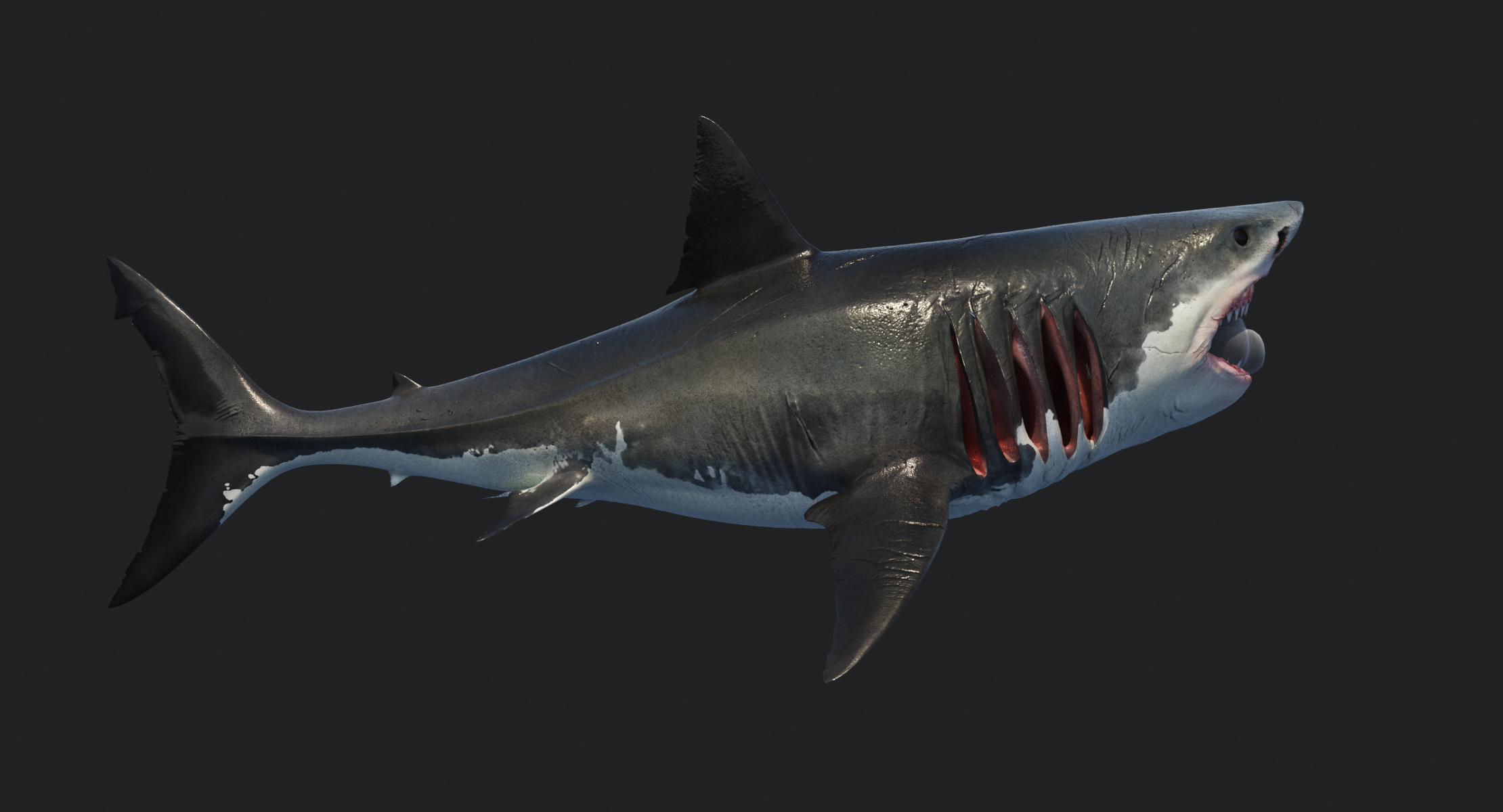 大鲨鱼白3d模型