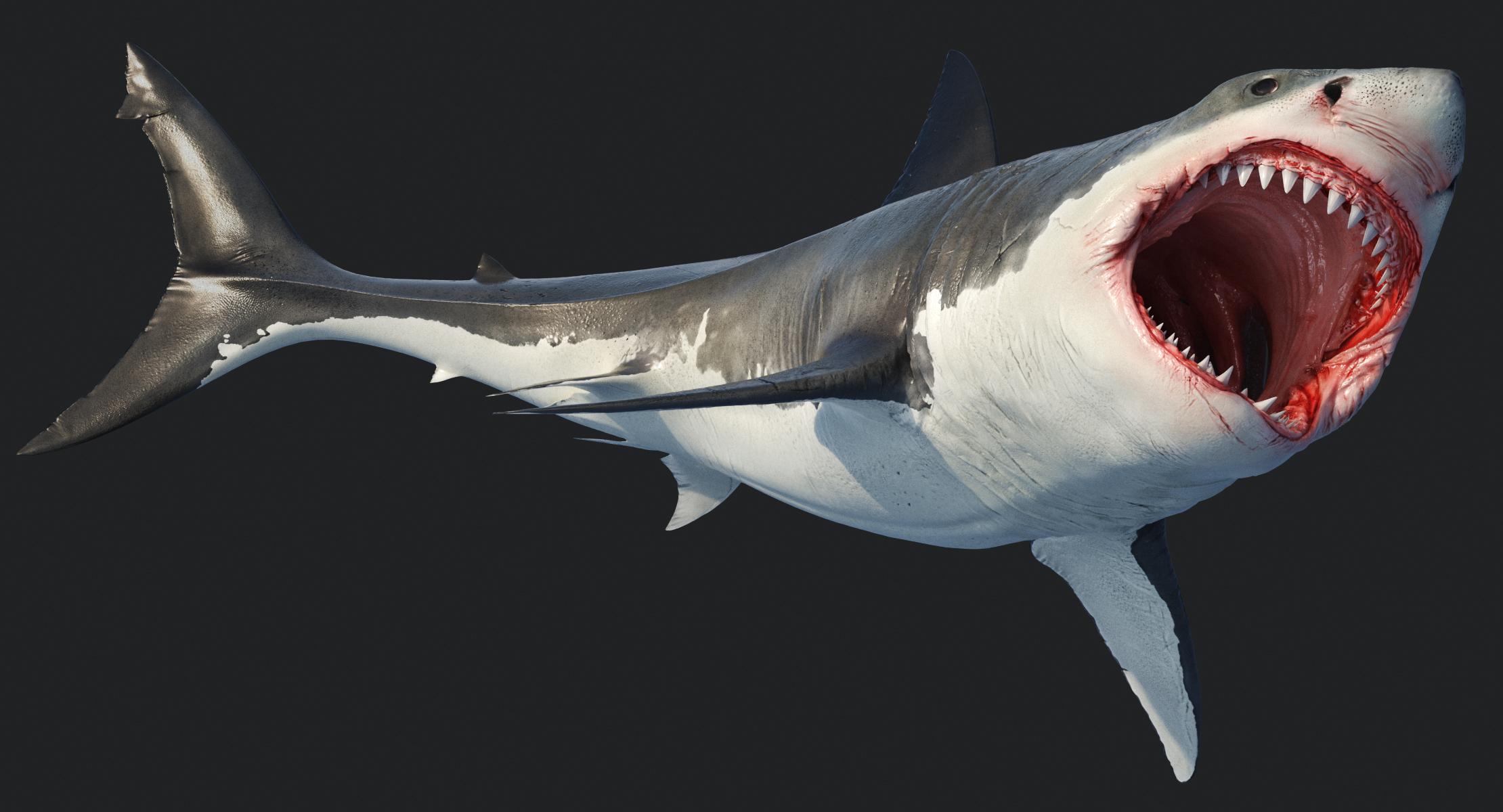大鲨鱼白3d模型