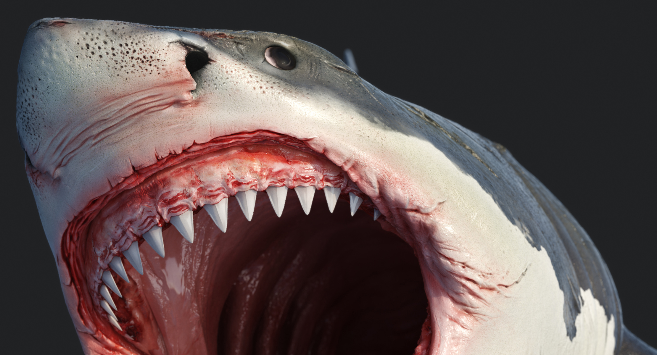 大鲨鱼白3d模型