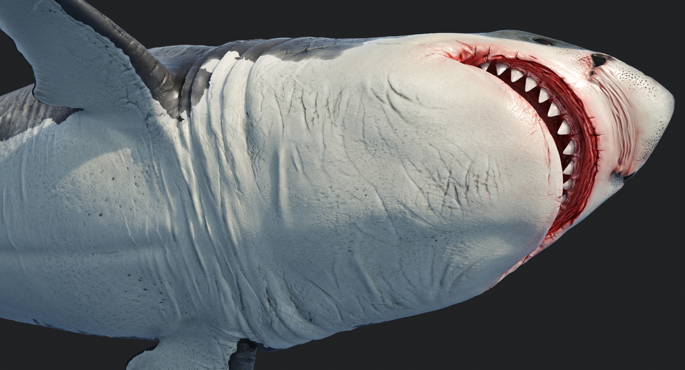 10步的立体大白鲨图片