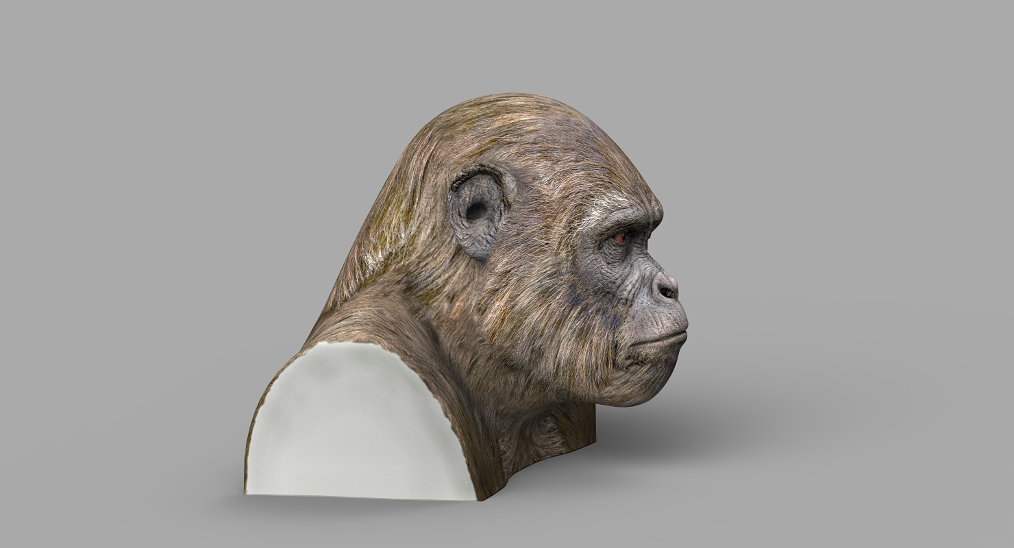 Ape head 3D model - TurboSquid 1371721