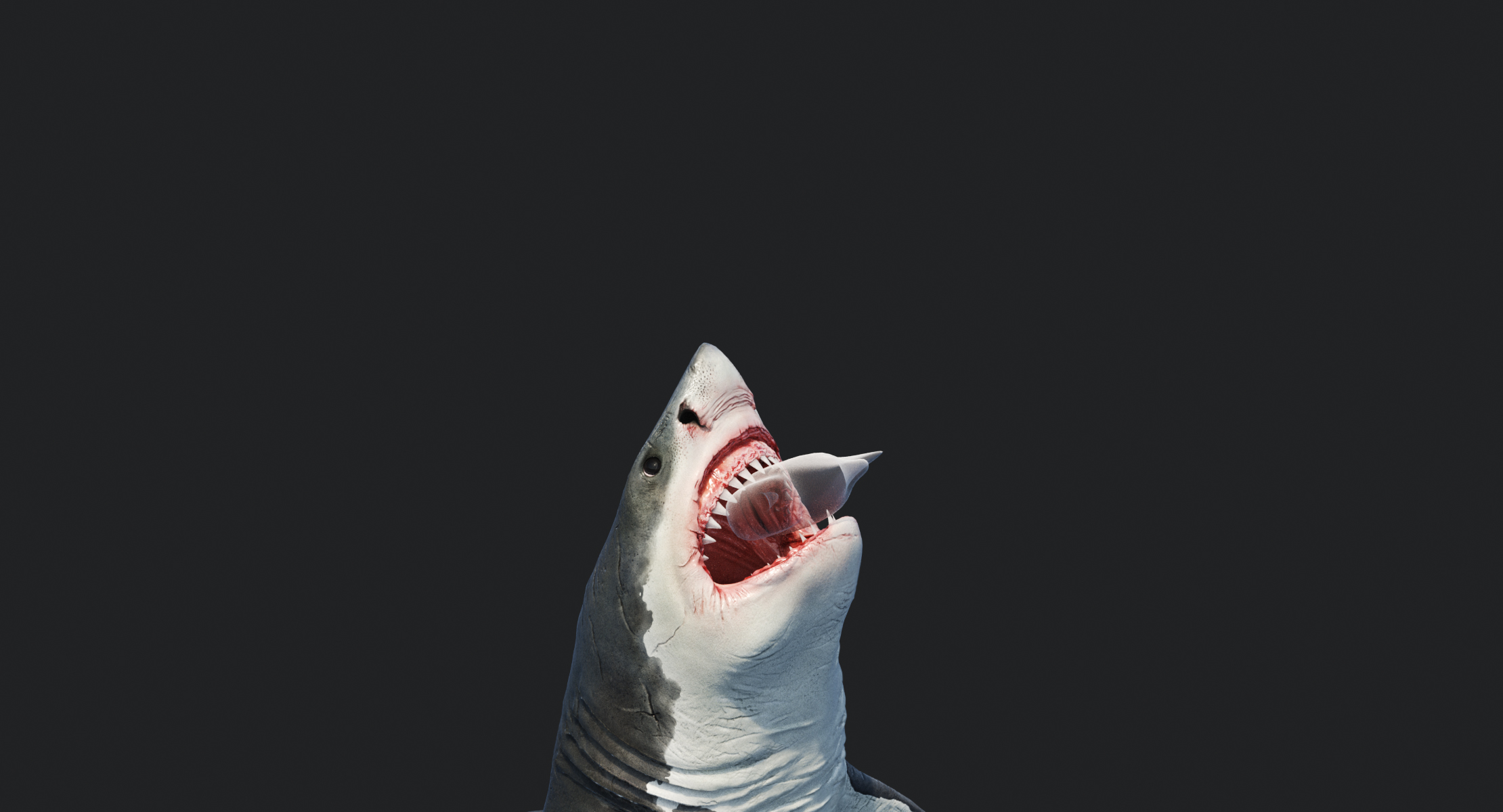 大鲨鱼白3d模型