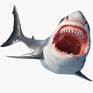 great shark white 3D model