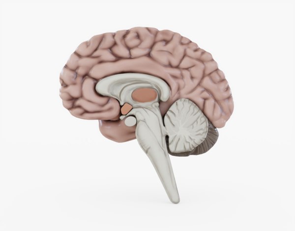 人間の脳の断面積3dモデル Turbosquid
