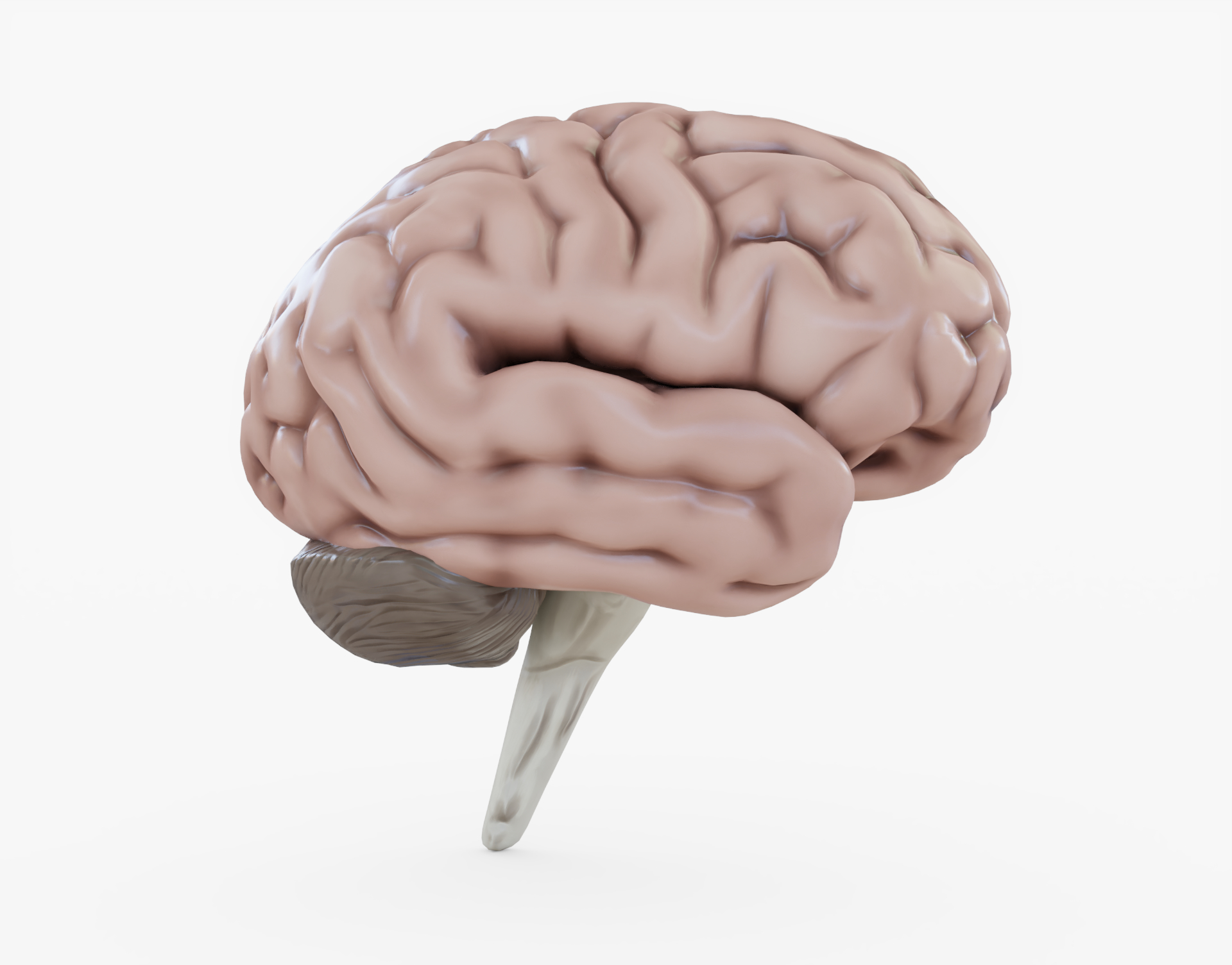 Human Brain 3d Model Turbosquid 1258772