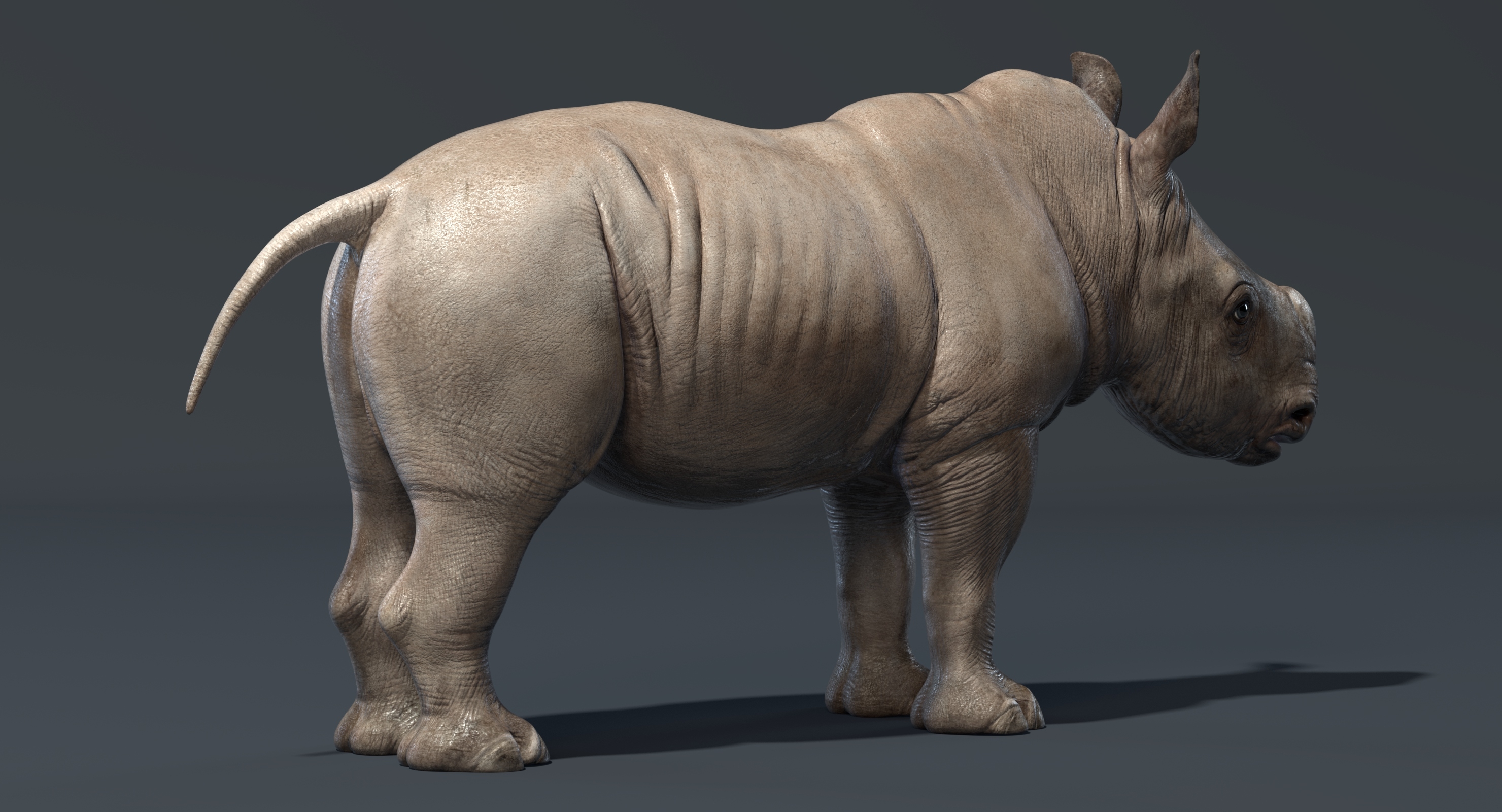 Rhino family 3D TurboSquid 1372518