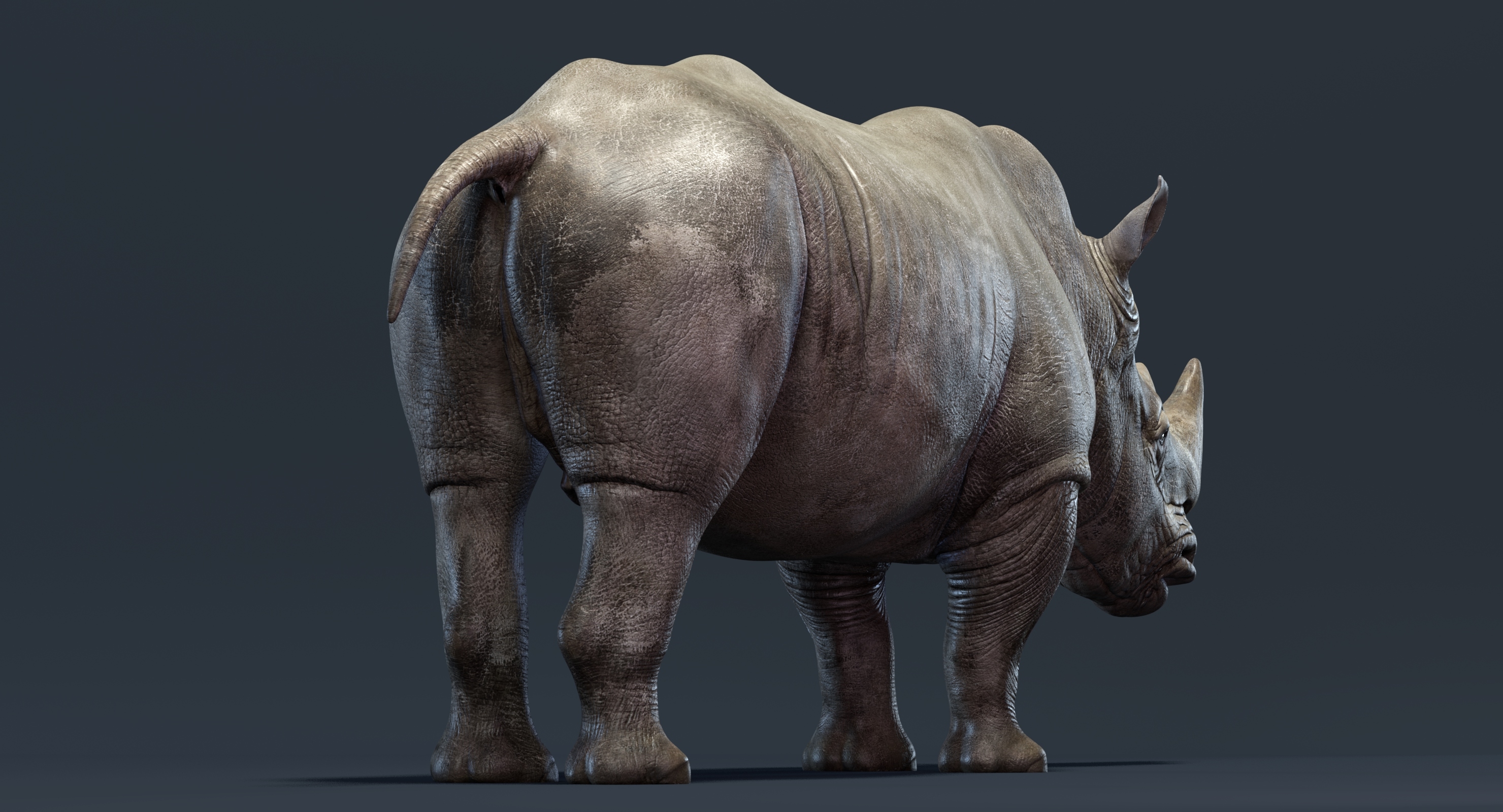 Rhino family 3D TurboSquid 1372518