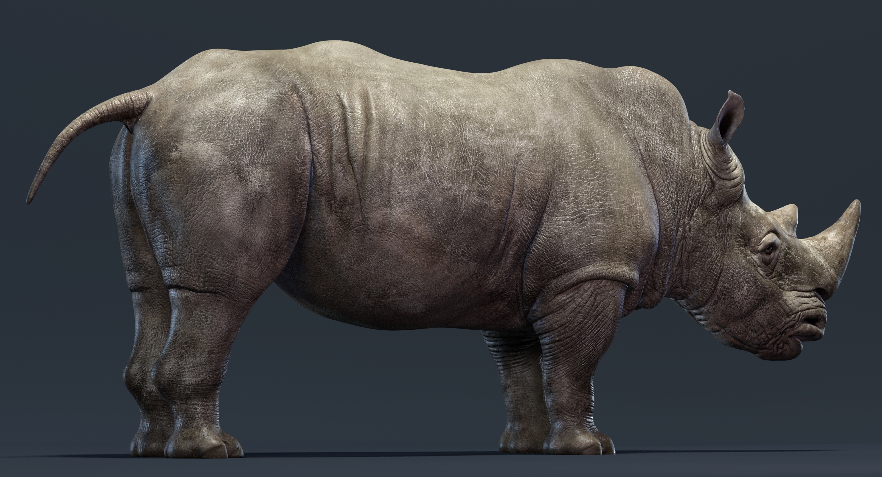 Rhino family 3D TurboSquid 1372518