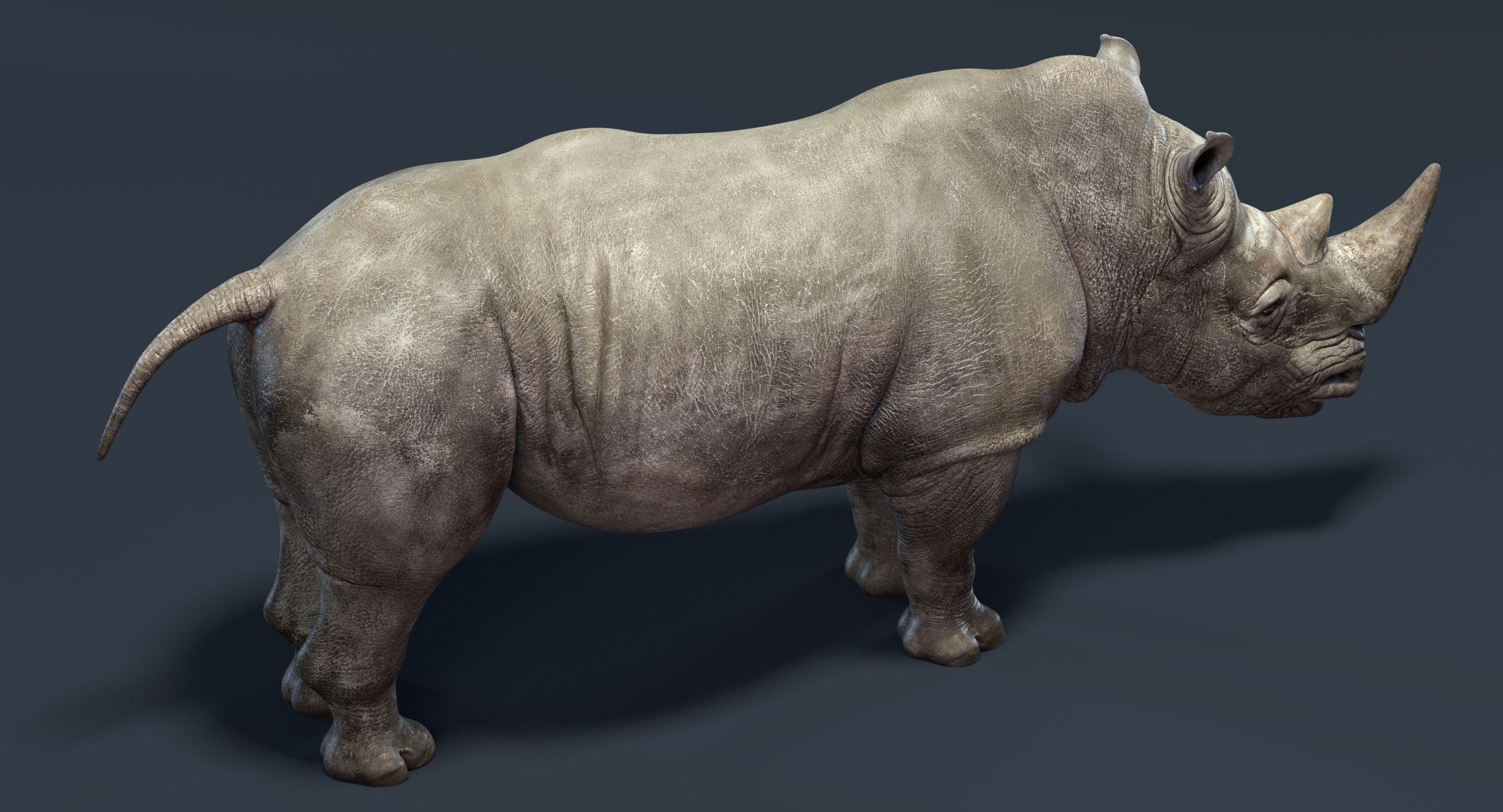 Rhino family 3D TurboSquid 1372518