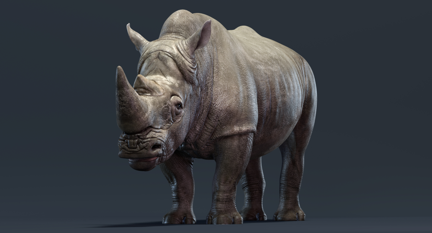 Rhino family 3D TurboSquid 1372518