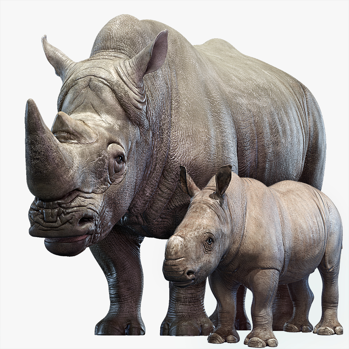 Rhino family 3D TurboSquid 1372518