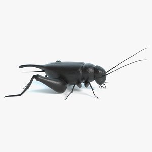 cricket polys 3D model