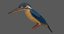 rigged common kingfisher 3D