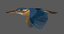 rigged common kingfisher 3D