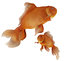 frog fish stones model