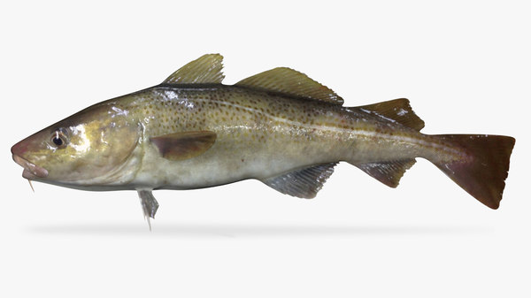 cod fish