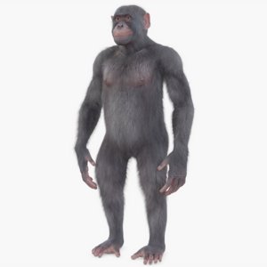 ape 3D model
