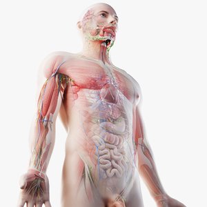 male anatomy organs model
