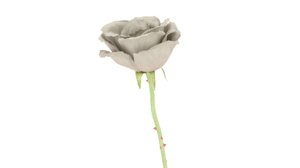 3D white rose